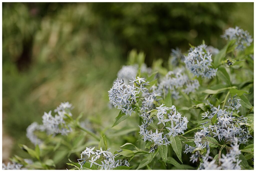 spring flowers